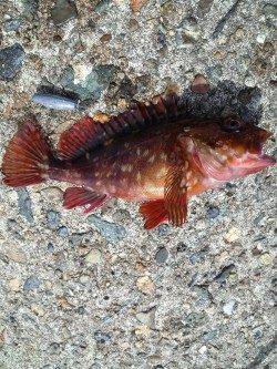 高砂港にて探り釣り〜アイナメ・ガシラ・タケノコメバル