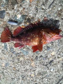 高砂港にて探り釣り〜アイナメ・ガシラ・タケ…