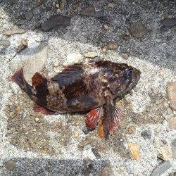 高砂港にて探り釣り〜アイナメ・ガシラ・タケノコメバル