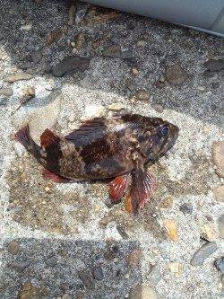 高砂港にて探り釣り〜アイナメ・ガシラ・タケノコメバル