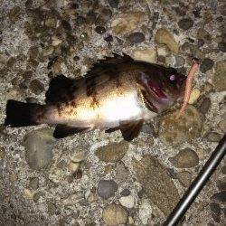 伊保港にてメバリング〜早めリトリーブでアタリ出ました