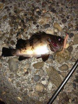 伊保港にてメバリング〜早めリトリーブでアタリ出ました