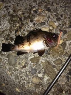 伊保港にてメバリング〜早めリトリーブでアタ…