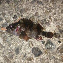 伊保港にてメバリング〜早めリトリーブでアタリ出ました