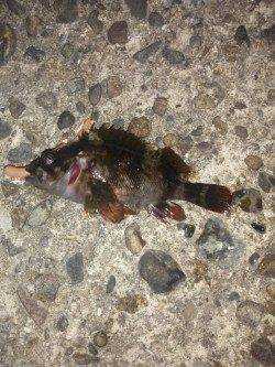 伊保港にてメバリング〜早めリトリーブでアタリ出ました