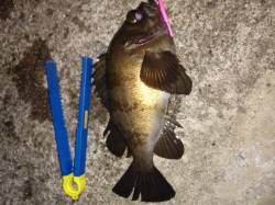 東二見でメバリング〜記録更新27cmのメバ…