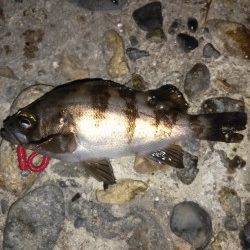 東二見でのメバリング釣果