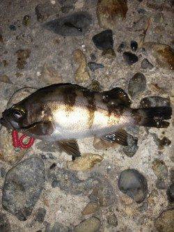 東二見でのメバリング釣果