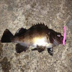 東二見でのメバリング釣果