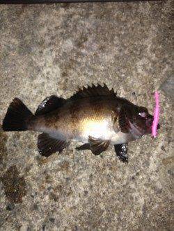 東二見でのメバリング釣果