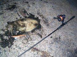 小浜エリアのエギングでコウイカ〜今年は藻が無くアオリ厳しい様子