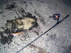 小浜エリアのエギングでコウイカ〜今年は藻が…