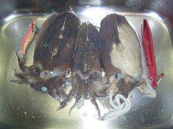 小浜エリアのエギングでコウイカ〜今年は藻が無くアオリ厳しい様子