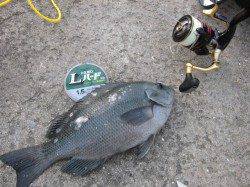 翼港にてフカセでグレ釣り〜潮が早く釣りにならず・・・