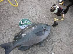翼港にてフカセでグレ釣り〜潮が早く釣りにな…
