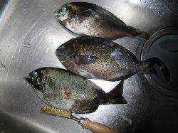 翼港にてフカセでグレ釣り〜潮が早く釣りにならず・・・