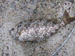 小浦一文字フカセ釣行〜グレのほか外道でも引き抜群のアイゴやニザダイ