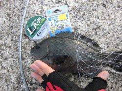 岸和田一文字 沖の北へグレ狙いで釣行〜銀ピカチヌにも出会えました