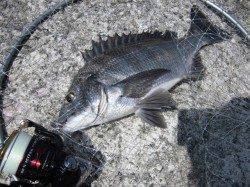 岸和田一文字 沖の北へグレ狙いで釣行〜銀ピカチヌにも出会えました