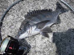 岸和田一文字 沖の北へグレ狙いで釣行〜銀ピ…