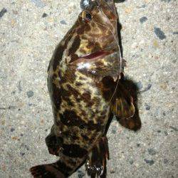 舞洲ルアーでロックフィッシュゲーム