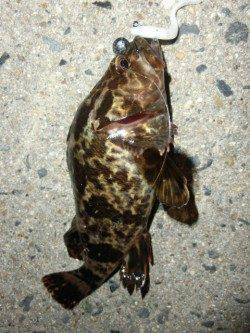 舞洲ルアーでロックフィッシュゲーム