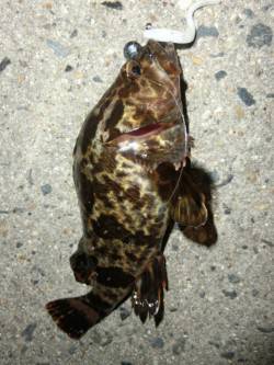 舞洲ルアーでロックフィッシュゲーム