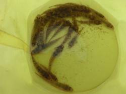 淀川河口　一年振りのハゼ釣り釣行