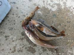 舞洲　親子で楽しむ休日のファミリーフィッシ…