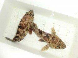 淀川河口　ワームとスプリットシンカーにガシラがヒット