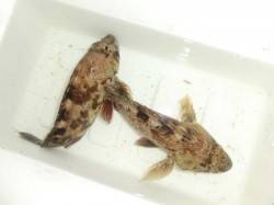 淀川河口　ワームとスプリットシンカーにガシ…