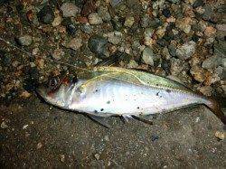 舞洲　雨の合間を見てのアジング釣行