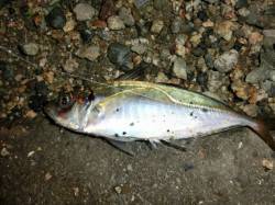 舞洲　雨の合間を見てのアジング釣行