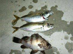 舞洲周辺でアジ調査釣行〜アジも徐々に開幕でしょうか