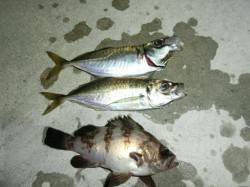 舞洲周辺でアジ調査釣行〜アジも徐々に開幕で…