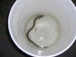 ぶっこみ釣りでうなぎ狙い〜シーズン到来でたくさんの釣り人きてました