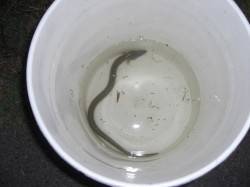 ぶっこみ釣りでうなぎ狙い〜シーズン到来でた…