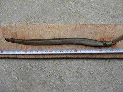 悪天候の中、うなぎ狙いのぶっこみ釣り　終了間際に待望の一匹