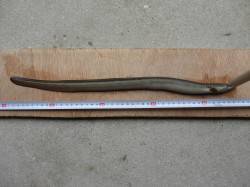 悪天候の中、うなぎ狙いのぶっこみ釣り　終了…