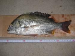 中川、揖保川　18時からのウナギ狙い釣行も…