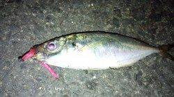 助松埠頭周辺 アジの居場所を探しに行ってきました