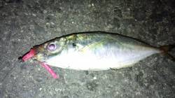 助松埠頭周辺 アジの居場所を探しに行ってき…