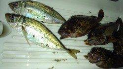 助松埠頭周辺 アジの居場所を探しに行ってきました