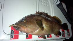 助松埠頭でロックフィッシュゲーム　テキサス…