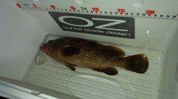 助松埠頭でロックフィッシュゲーム　テキサスリグでアコウ30cmオーバー