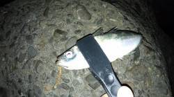 りんくう周辺アジング〜プリプリマアジ23c…