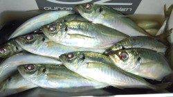 りんくう周辺アジング〜プリプリマアジ23cm頭に31匹♪