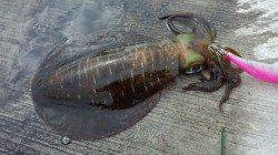 大阪ゴルフ場裏　午前8時からのエギングで嬉しいアオリイカ☆