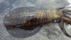 大阪ゴルフ場裏　午前8時からのエギングで嬉しいアオリイカ☆