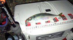 りんくう　アジングで23cmアジ2ケタ